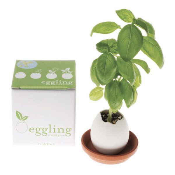 Eggling Basil Growing Kit
