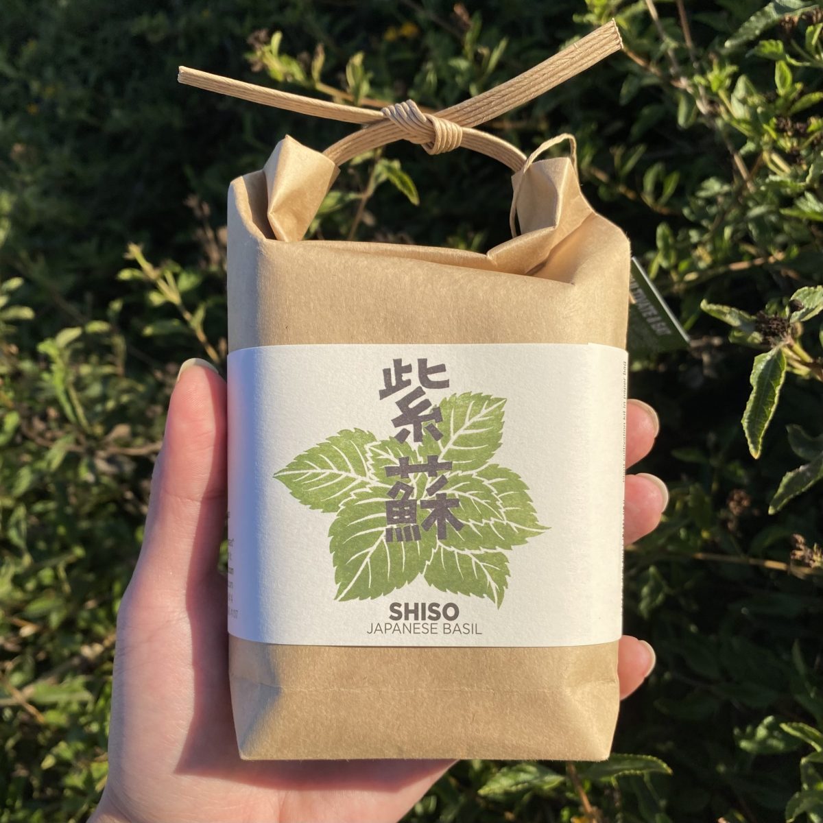 Shiso Growing Kit - Image 2